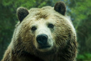 tainui_pokupatel_zachem_on_nujen